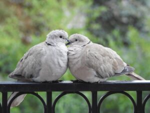 pigeons, couple, lovers-2542886.jpg